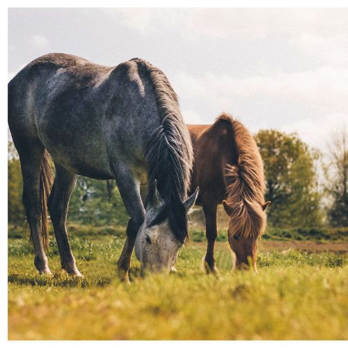 horse riding safety